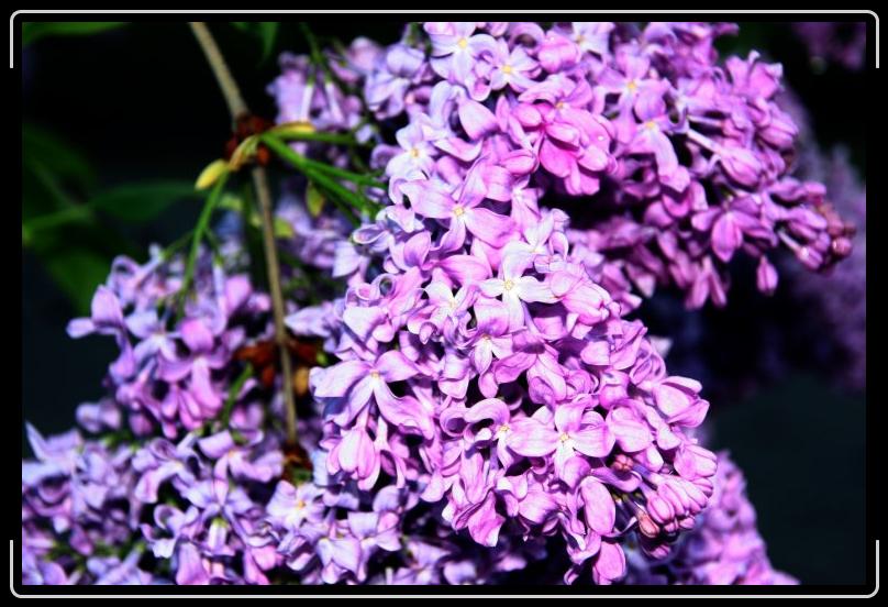 lilacs in the morning3.jpg - Up close and personal.